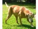 Adopt BREWER - EMOTIONAL SUPPORT ANIMAL a TanYellowFawn Golden R