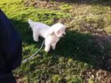 Adopt Sigmund a White Bichon Frise  Lhasa Apso  Mixed dog in Min