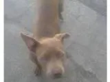 Adopt Sheena a Pit Bull Terrier