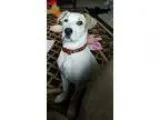 Adopt Maggie puppy a Labrador Retriever Pit Bull Terrier