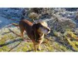 Adopt Lilly a BrownChocolate Vizsla  Labrador Retriever  Mixed d