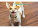 Adopt Mr Wiggles a Jack Russell Terrier Dachshund