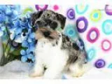Hailey Blue Merle Parti - M. Schnauzer-FeHold