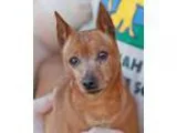 Adopt Jazzy a Miniature Pinscher