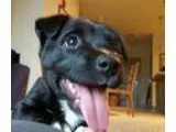 Adopt Jethro a Black Labrador Retriever Boxer