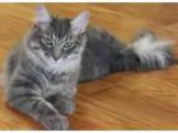 Adopt Casanova a Gray or Blue Domestic Mediumhair  Mixed (medium