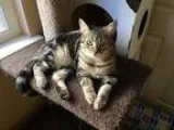Adopt Wendy a Gray Blue or Silver Tabby Domestic Shorthair  Mixe
