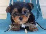 MoIKAED Teacup Yorkie Puppies Now Available To Go