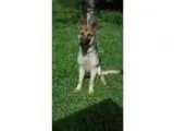Adopt Wyatt a Australian Cattle Dog (Blue Heeler)
