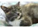 Adopt Flowers a Dilute Calico