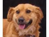 Adopt Riley looking for love a RedGoldenOrangeCh estnut Golden R