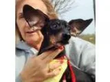 Adopt Sawyer a Dachshund