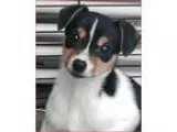 Adopt ADOPTED Spice (Shorewood) a Rat Terrier