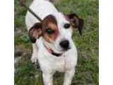 Adopt Vidalia a Jack Russell Terrier