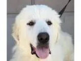 Adopt Spin s Caleb a Great Pyrenees