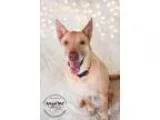 Adopt Colby a Labrador Retriever German Shepherd Dog