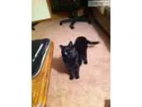 Lost Black Cat