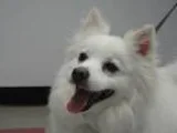 Adopt KODIAC a American Eskimo Dog