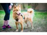 Adopt Sienna (Has application) a Golden Retriever Husky
