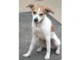 Adopt Juice Box Jack in Tyler a White - with Brown or Chocolate 