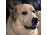 Adopt Molly (S) a Great Pyrenees