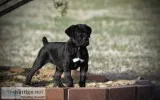 10 wk Black Male Cane Corso