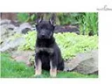 Norm - German Shepherd Male