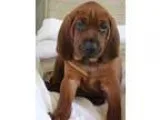 Redbone Coonhound Puppies