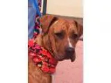 Adopt Kuma a Brindle Great Dane  Pit Bull Terrier  Mixed dog in 