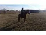 Older Paso Fino Mare For Sale