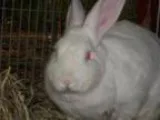 Adopt Miss Summer a New Zealand