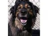 Adopt 15 ShaggyADOPTED a Shepherd