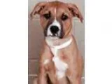 Adopt ADOPTED Bert (Shorewood) a Boxer
