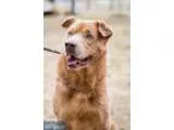 Adopt Sweet Pea a Tricolor (TanBrown and Black and White) Treein