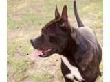 Adopt Georgy a Pit Bull Terrier Boston Terrier