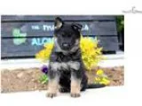 Daisy - German Shepherd Male