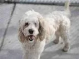 Adopt IRIS a White Poodle (Miniature)  Mixed dog in Denver CO (1