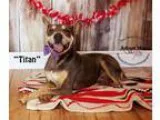 Adopt Titan a Rottweiler