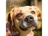 Adopt Bella a TanYellowFawn Boxer  Labrador Retriever  Mixed dog