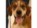 Adopt Copper a Hound