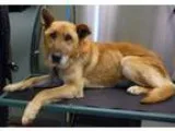 Adopt P - 42 Bruno a TanYellowFawn Labrador Retriever  German Sh