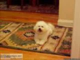 AKC Bichon Frise Stud Service