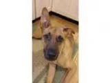 Adopt Dakota a TanYellowFawn - with Black German Shepherd Dog  H