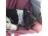 Adopt Kars a Dachshund Rat Terrier