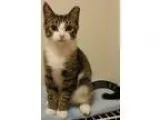 Adopt Ricky McPurr a Tiger Striped Domestic Shorthair (short coa
