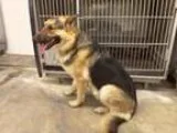 Adopt JACK a Black - with Tan Yellow or Fawn German Shepherd Dog