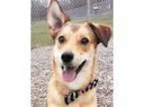 Adopt Bruno a RedGoldenOrangeCh estnut - with White Shiba Inu  M