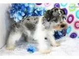 Sasha Blue Merle Parti - M. Schnauzer-Female