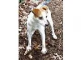 Adopt Bucky a Jack Russell Terrier