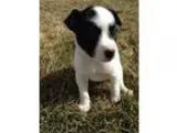Adopt Raven a Cattle Dog